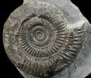 Dactylioceras Ammonite Stand Up - England #68145-1